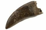 Serrated Tyrannosaur Tooth - Judith River Formation #194339-1
